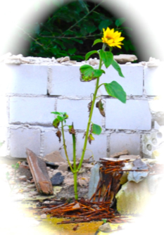 Sonnenblume vor der Hausfassade des Haus Be-moti