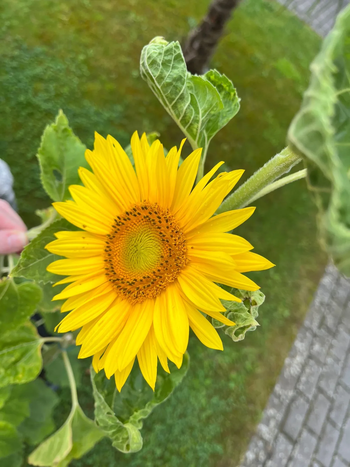 Leuchtende Sonnenblume im Garten des Haus Be-moti
